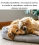 Сегодня отмечаем Всемирный день собак!