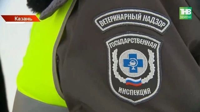 В Казани выявили первый в этом году случай бешенства в черте города: в Московском районе от инфекции погибла собака