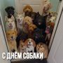 Международный день собаки