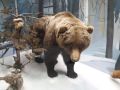 В Татарстане впервые за много лет планируют разрешить охоту на медведя
