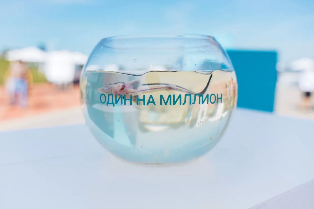 Ежегодно с 2022 года в Нижнекамске в Каму выпускают по 200 тыс