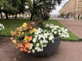 Как правильно ухаживать за бегониями: клубневая и вечноцветущая