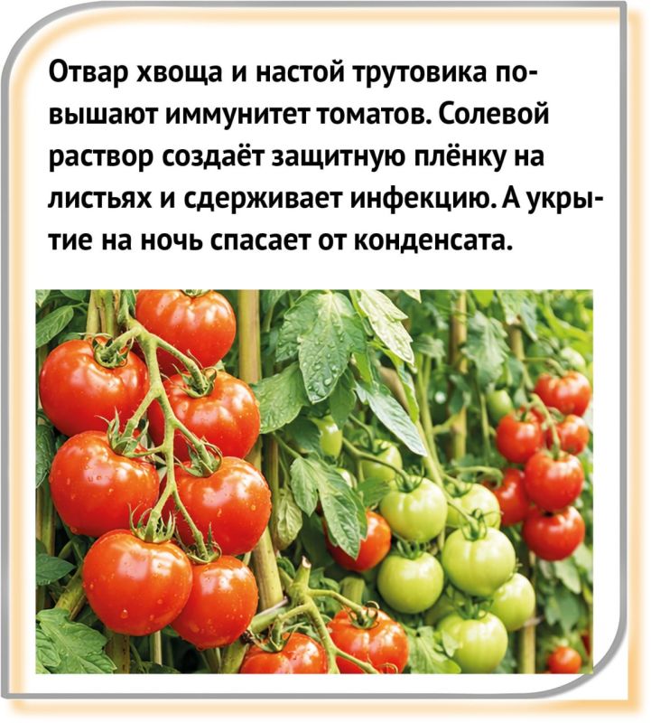 Как бороться с «пожирателем растений»? Как бороться с «пожирателем растений»?