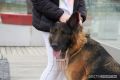 В Московском районе Казани введен карантин по бешенству