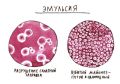 Кремовая текстура эмульсии