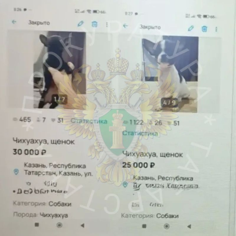 Оплатила щенков фейковым чеком: год условно за двух пушистых