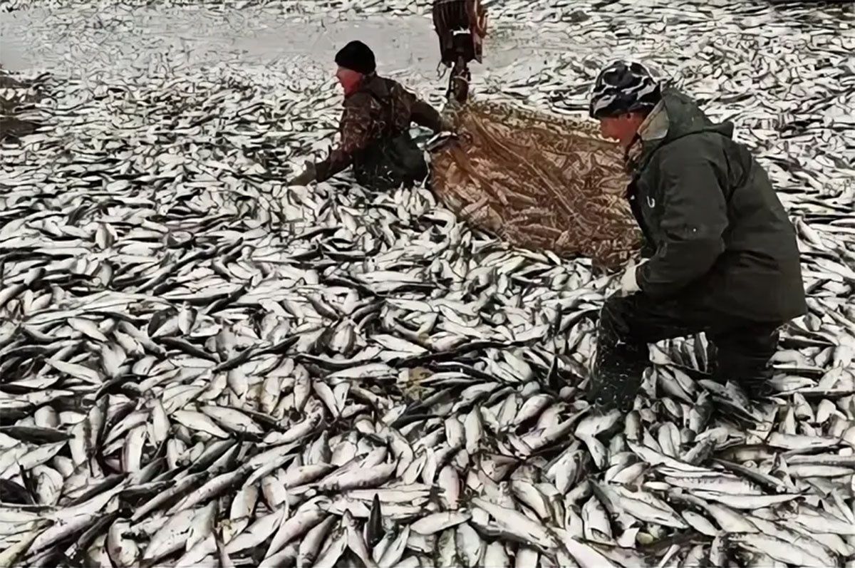 Почему селёдку не жарят и не добавляют в уху