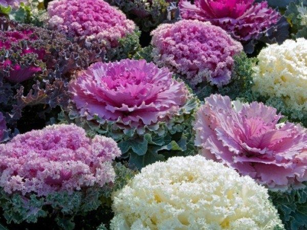 Листовая капуста — новый гастрономический тренд