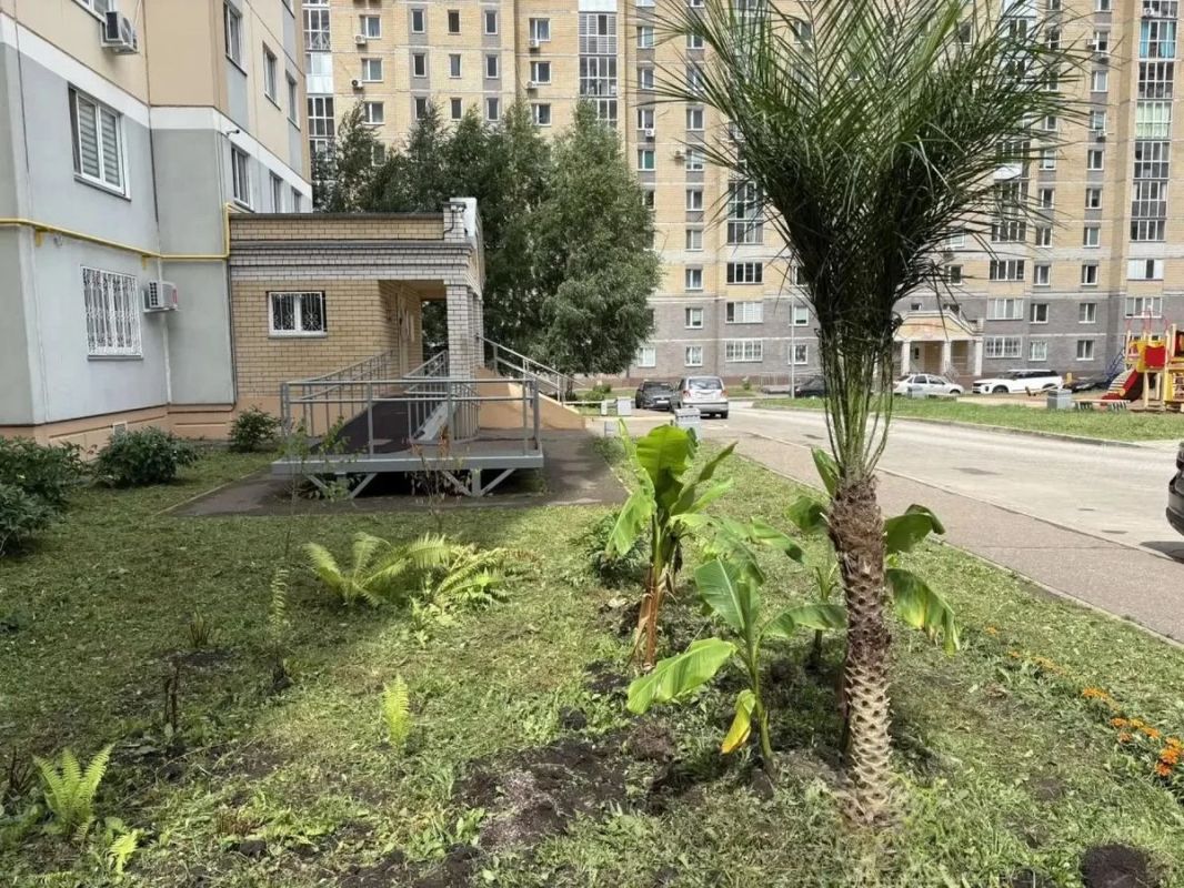 Нижнекамская пальмовая роща пополнилась новым «жителем»