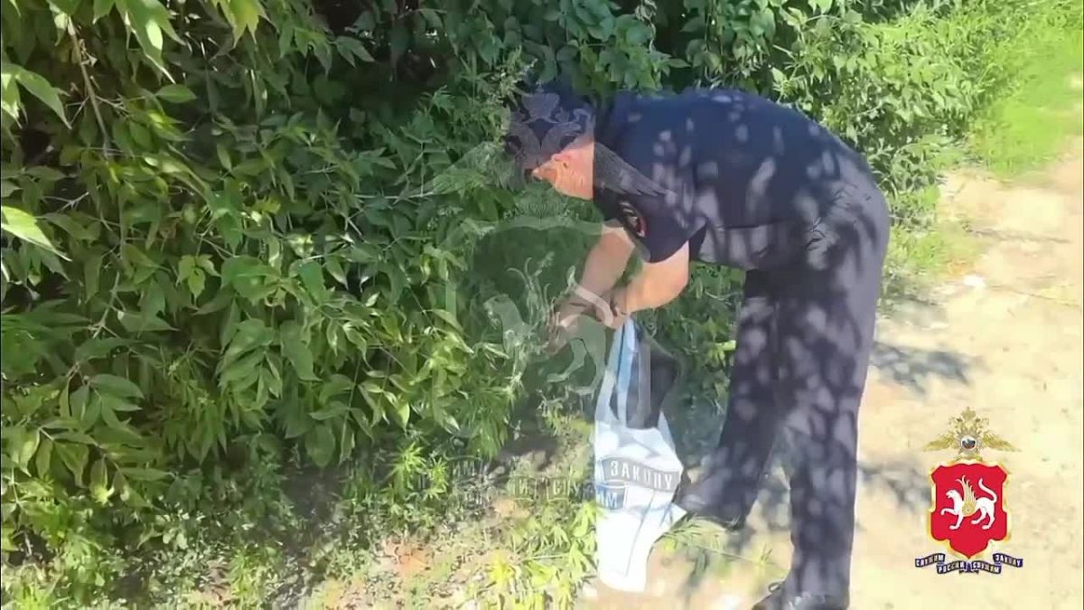 В Казани полицейские выявили очаг дикорастущей конопли