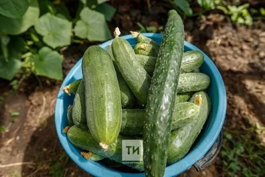 Огурцы стали самым подешевевшим продуктом в России за месяц