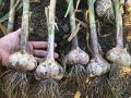 Сбор озимого чеснока в дождливое лето