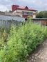Полицейские ОМВД России по Чистопольскому району ликвидировали очаги дикорастущей конопли