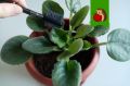 Как простое средство превращает уход за растениями в искусство