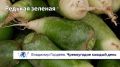 Тёртая редька с рыжиковым маслом «Русь православная»: постный рецепт из фильма «Андрей Рублёв»