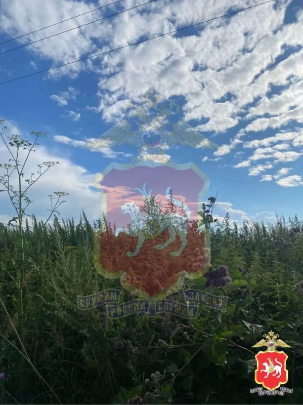 Полицейские выявили очаги произрастания дикорастущей конопли в Нижнекамском районе Полицейские выявили очаги произрастания дикорастущей конопли в Нижнекамском районе