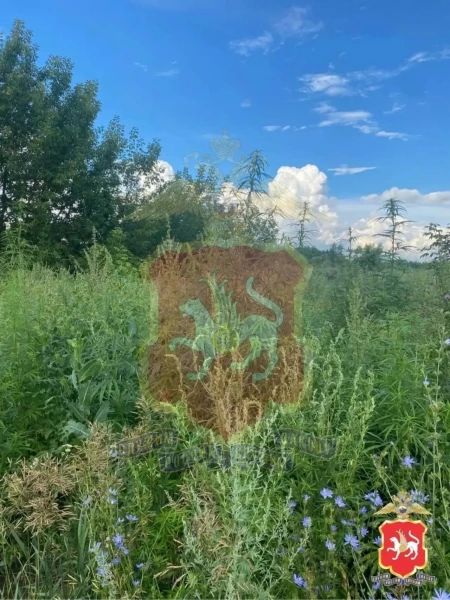 В Нижнекамском районе Татарстана выявили очаги дикорастущей конопли