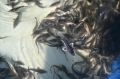 Сохранить природу – в наших силах: 20 тысяч мальков стерляди выпустили в Куйбышевское водохранилище