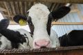 Россельхознадзор ограничит ввоз молочной продукции из Армении из-за зараженного скота