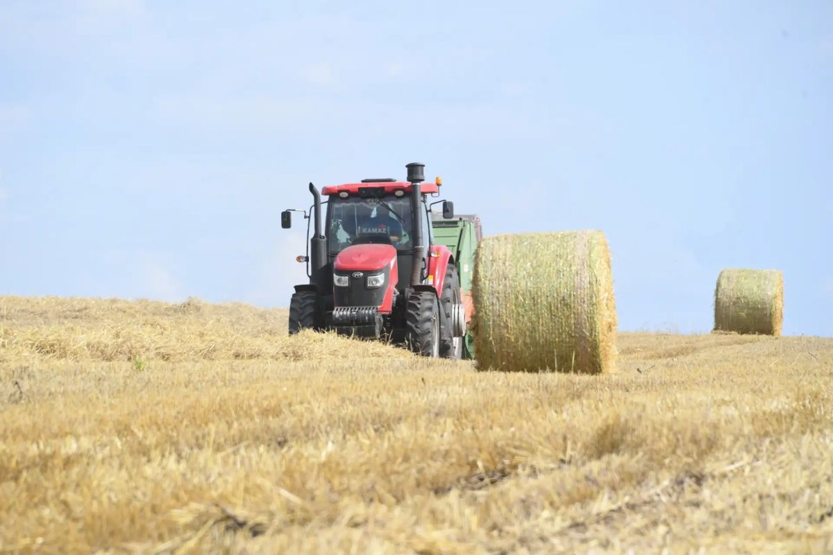 Все районы Татарстана приступили к уборке зерновых культур Все районы Татарстана приступили к уборке зерновых культур