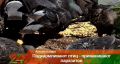 Корм для кошек – пир для крыс: альметьевцев предупредили о штрафах