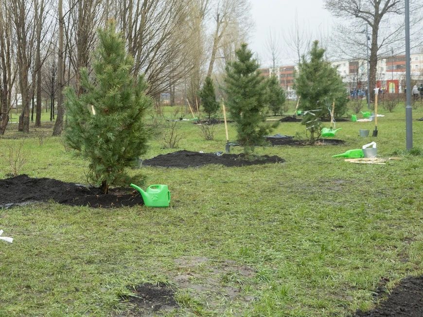 В парках Казани высадили 190 сибирских кедров