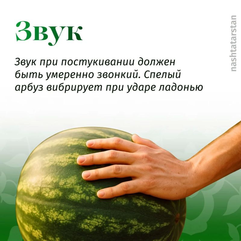 Какие способы помогают вам выбрать вкусный арбуз? Какие способы помогают вам выбрать вкусный арбуз?