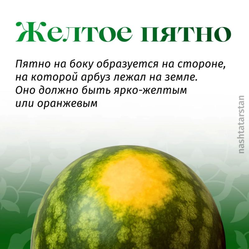 Какие способы помогают вам выбрать вкусный арбуз? Какие способы помогают вам выбрать вкусный арбуз?