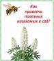 Как привлечь полезных насекомых в сад? Рассказываем в наших карточках