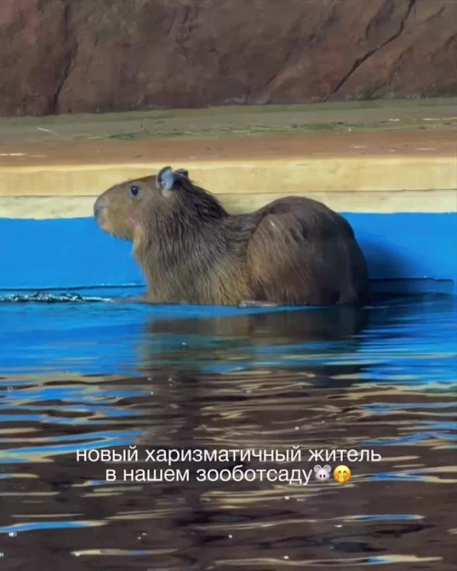 В Казанском зооботсаду появилась четырехлетняя капибара