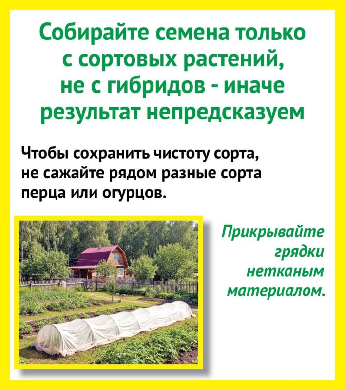 Как правильно собрать семена с собственного огорода? Рассказываем в карточках от «КВ» Как правильно собрать семена с собственного огорода? Рассказываем в карточках от «КВ»