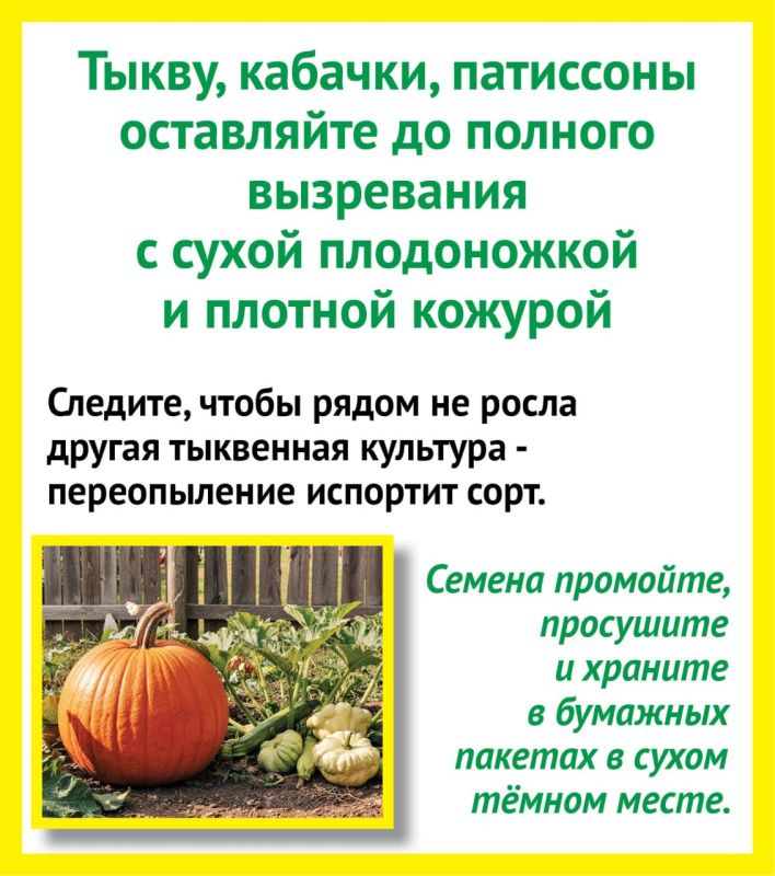 Как правильно собрать семена с собственного огорода? Рассказываем в карточках от «КВ» Как правильно собрать семена с собственного огорода? Рассказываем в карточках от «КВ»