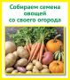 Как правильно собрать семена с собственного огорода? Рассказываем в карточках от «КВ»