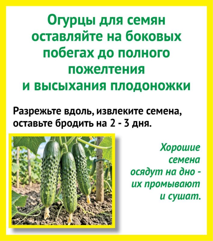 Как правильно собрать семена с собственного огорода? Рассказываем в карточках от «КВ» Как правильно собрать семена с собственного огорода? Рассказываем в карточках от «КВ»