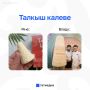 Чем бы кормили Влада в Татарстане?