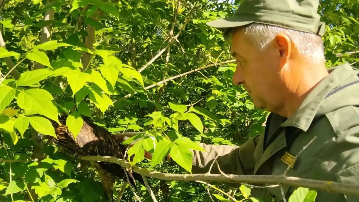 Молодого черного коршуна спасли на трассе Казань — Арск