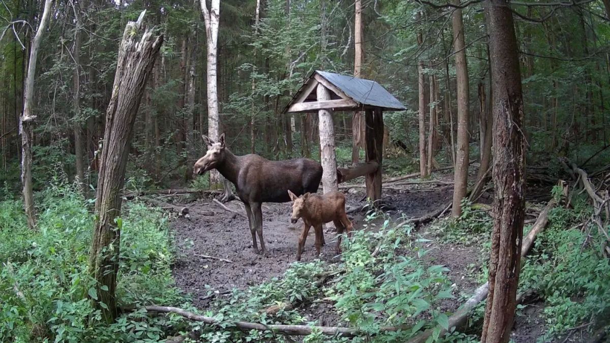 Улыбнитесь, вас снимает скрытая камера: госкомитет Татарстана по биоресурсам поделился кадрами с фотоловушек в лесах республики Улыбнитесь, вас снимает скрытая камера: госкомитет Татарстана по биоресурсам поделился кадрами с фотоловушек в лесах республики