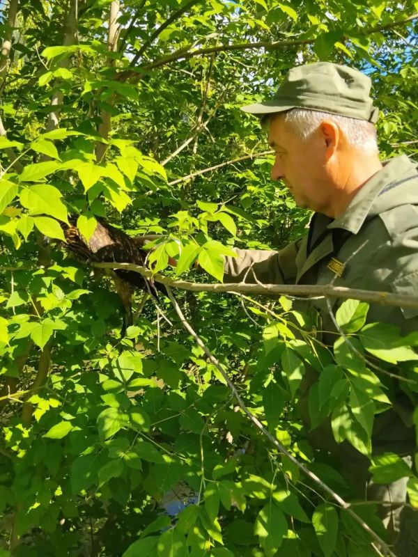 В Татарстане спасли оглушенного черного коршуна В Татарстане спасли оглушенного черного коршуна