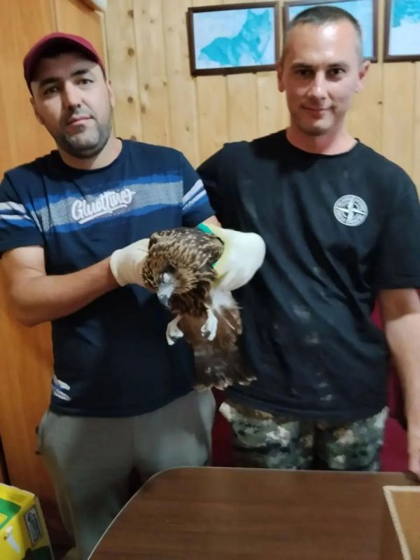 В Татарстане спасли оглушенного черного коршуна