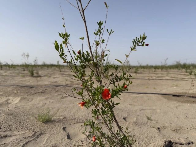 Синьцзян — один из самых засушливых регионов Китая, но здесь производят 91% всего китайского хлопка, выращивают зерно, фрукты и развивают современное сельское хозяйство Синьцзян — один из самых засушливых регионов Китая, но здесь производят 91% всего китайского хлопка, выращивают зерно, фрукты и развивают современное сельское хозяйство