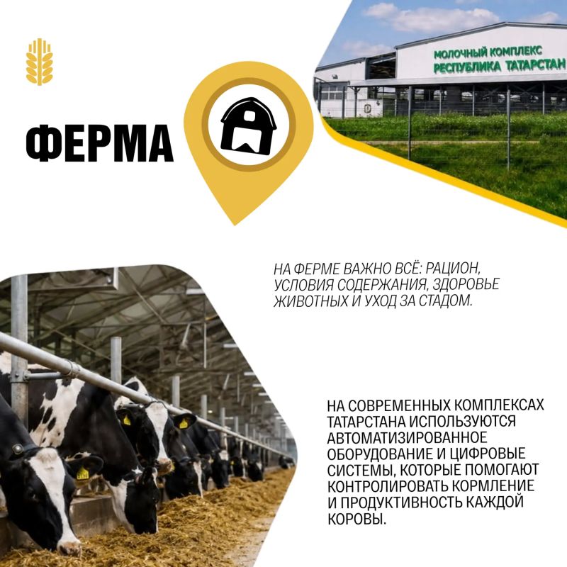 Как молоко проходит путь от фермы до готового продукта? Как молоко проходит путь от фермы до готового продукта?