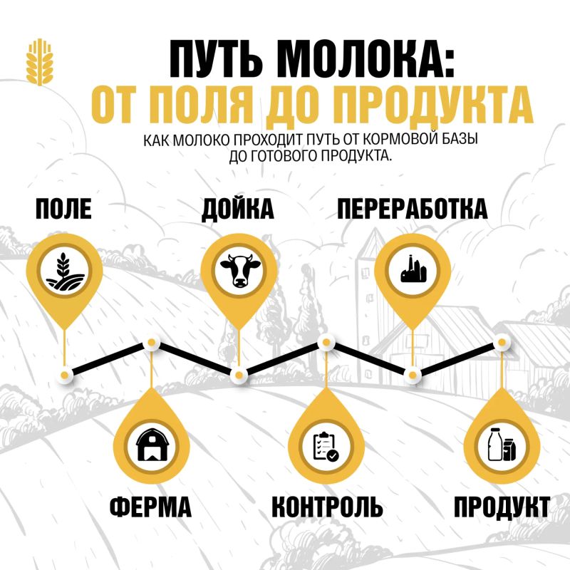 Как молоко проходит путь от фермы до готового продукта?