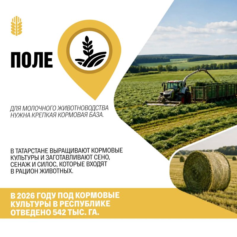 Как молоко проходит путь от фермы до готового продукта? Как молоко проходит путь от фермы до готового продукта?