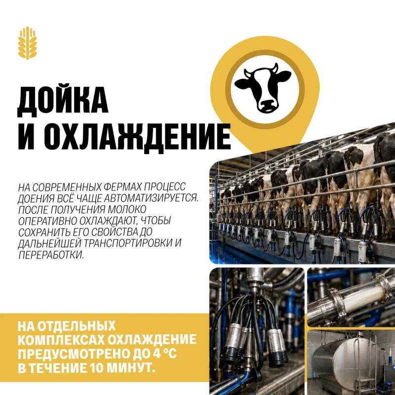 Как молоко проходит путь от фермы до готового продукта? Как молоко проходит путь от фермы до готового продукта?