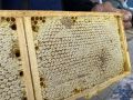 В Нижнекамске приобрести мёд можно как на рынке, так и в социальных сетях