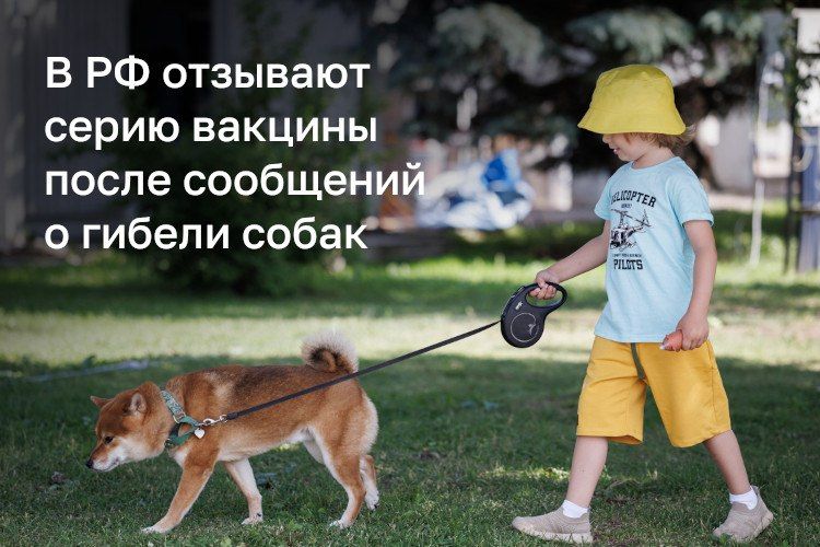 В Татарстане не зафиксировали случаев осложнений после вакцинации собак препаратом «Мультикан-8»
