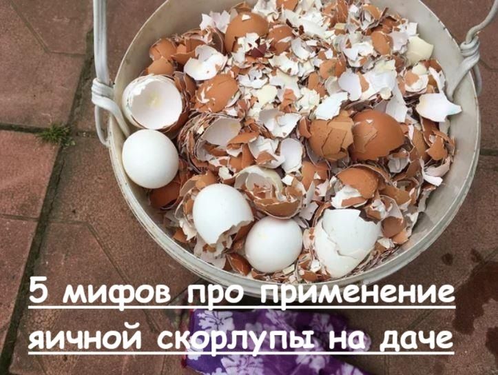 Скорлупа яиц в саду: развенчиваем мифы и открываем новые возможности