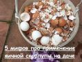 Скорлупа яиц в саду: развенчиваем мифы и открываем новые возможности