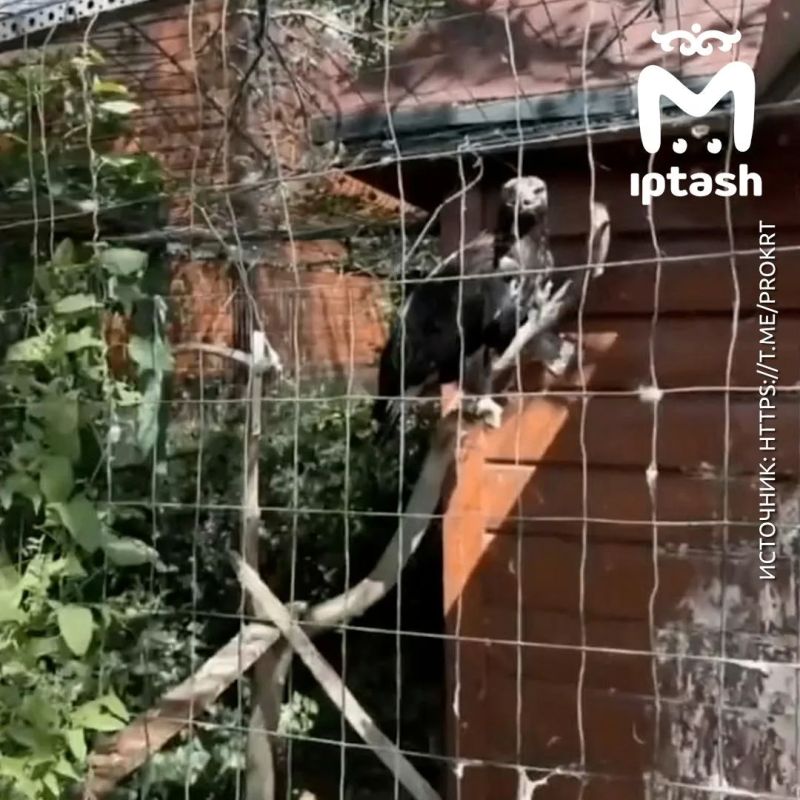 У владельца "Ноева ковчега" нет лицензии на содержание животных — прокуратура проверила зоопарк после поста Mash Iptash У владельца "Ноева ковчега" нет лицензии на содержание животных — прокуратура проверила зоопарк после поста Mash Iptash