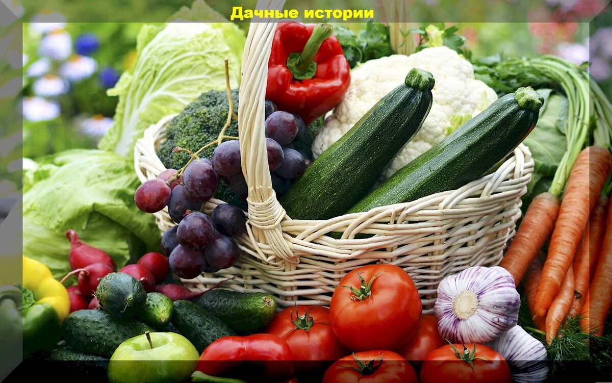 Август на даче: насущные задачи для садоводов и огородников